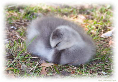Barnacle goose, napping gosling