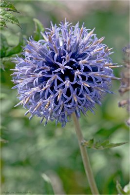 Blue Globe-thistle in bloom