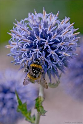 Bumble bee on Blue Globe-thistle