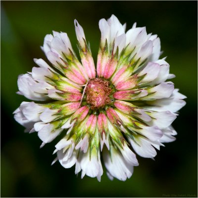 Almost psychedelic white clover