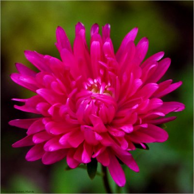 A dahlia I think