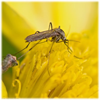 Mosquito feeding on nectar