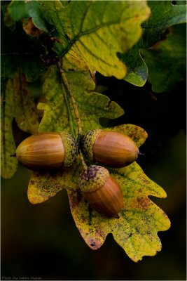 Acorn, au naturelle