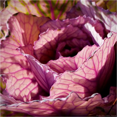 27/10 Flowering kale