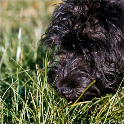 Svea, the pup. sniffing around...