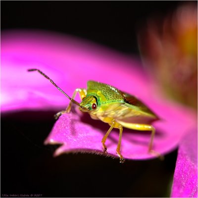 A shieldbug from 2007