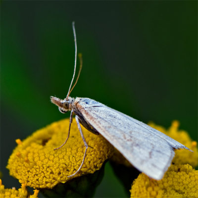 Nice bluish moth from 2008