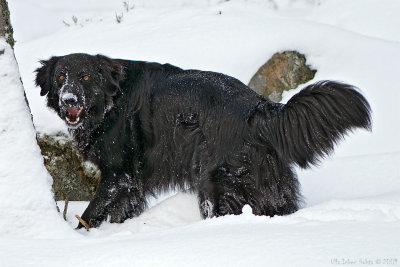 Nope, its not a wolverine. Just Ivar in the snow... And its from 2007.