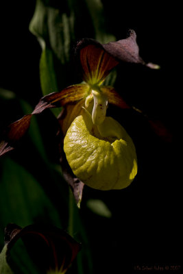 Flora 2007