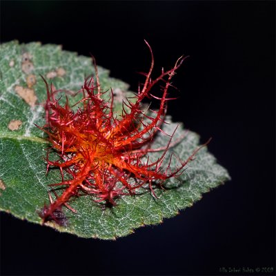 Some insect builds its nest on rosehip/ wild rose leaves.