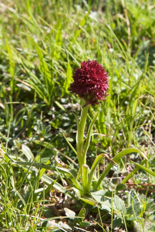 Nigritella