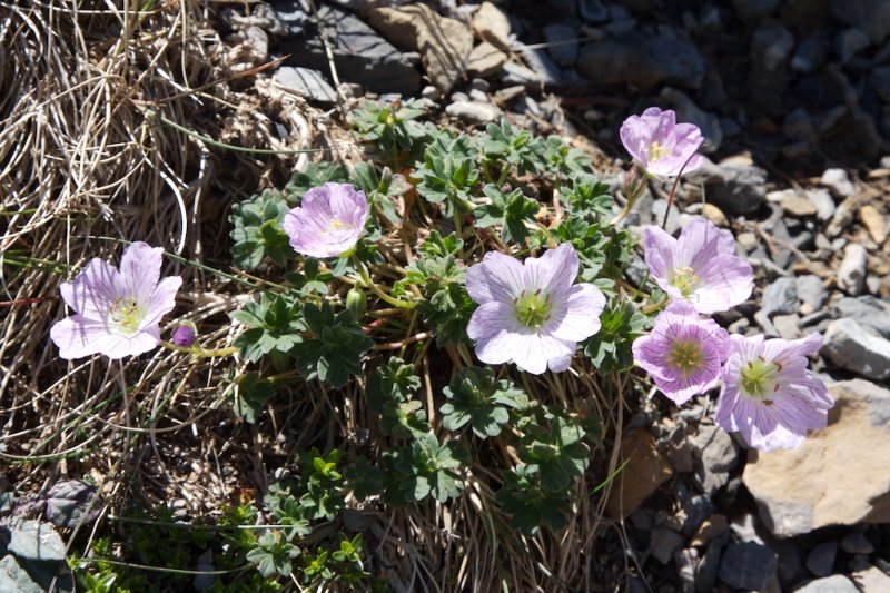 Geranium cinereum