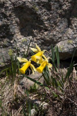Narcissus bicolor