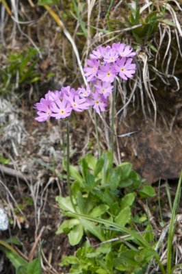 Primula farinosa