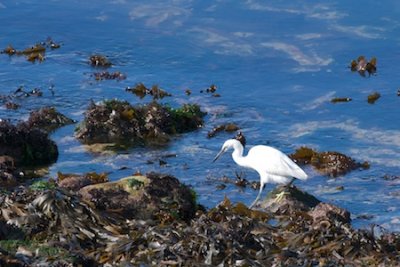 Aigrette garzette