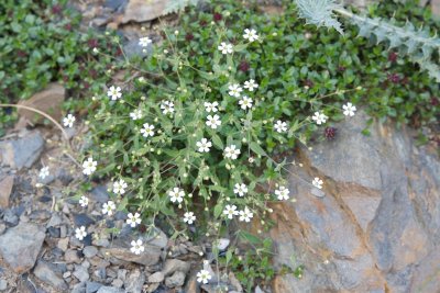 Gypsophylla repens