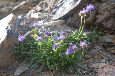 Phytteuma hemisphaericum
