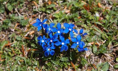 Gentiana verna