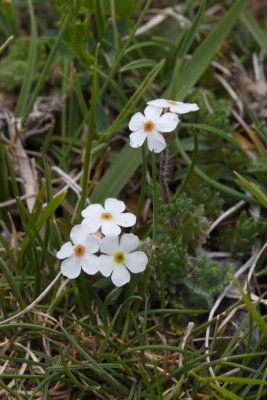 Androsace villosa
