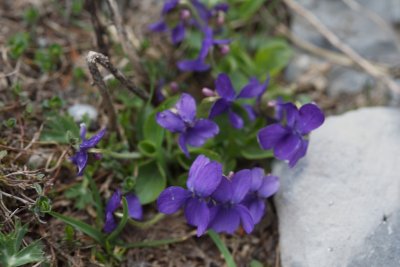Viola pyrenaica