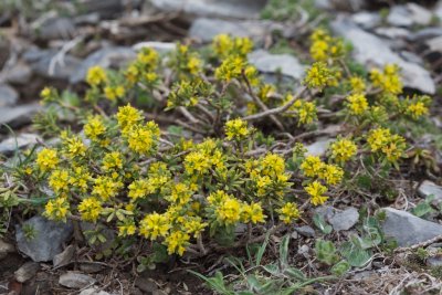 Thymelaea dioica