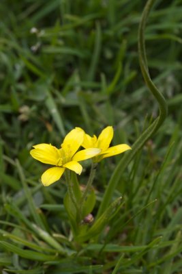 Gagea fistulosa