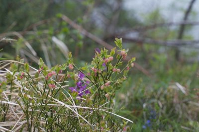 Vaccinium myrtillus