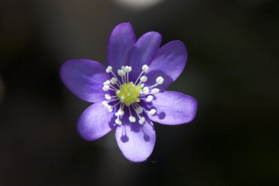 Hepatica triloba