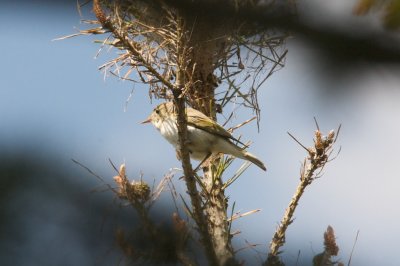 Pouillot de Bonelli