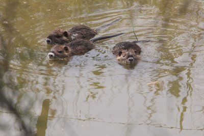 Ragondins