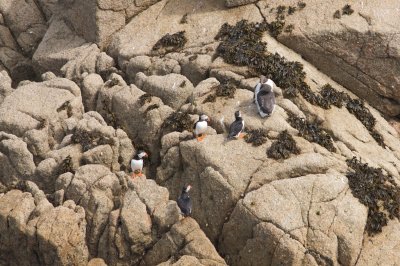 Guillemots de Trol et Macareux moine