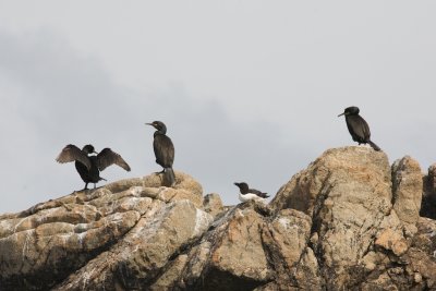 Cormoran hupp et Pingouin torda