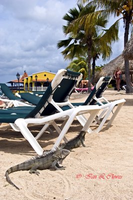 green iguanas sunbathing