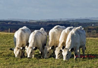 british whites