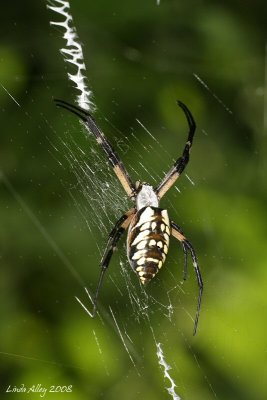 black and yellow argiope