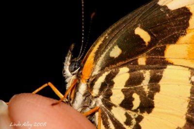 bordered patch