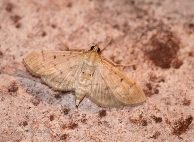 Herpetogramma bipunctalis - Two-spotted Herpetogramma Moth