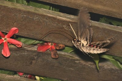 pink spotted hawk moth