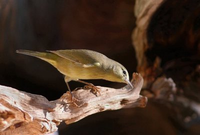 orange -crowned warbler