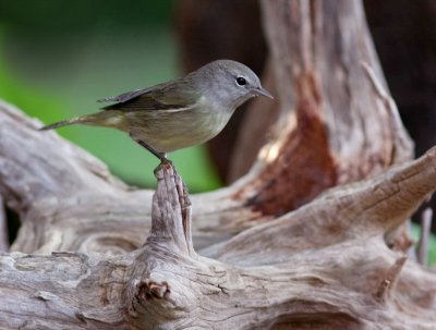 orange- crowned warbler