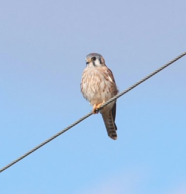 american kestrel