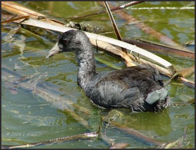 american coot juvie