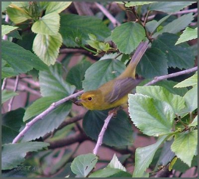 wilsons warbler female