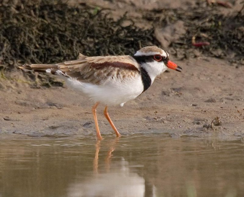 Black-fronted Plover