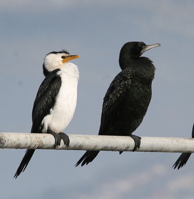 Little Pied & Little Black Cormorants