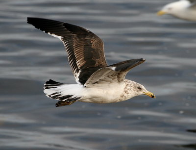 Kelp Gull (2yr)