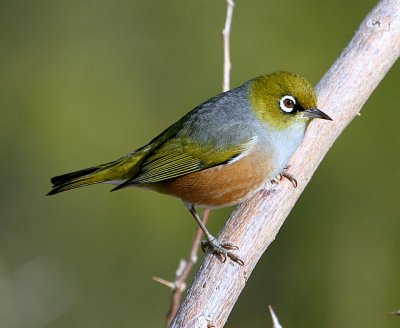 Silvereye