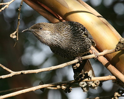 Little Wattlebird