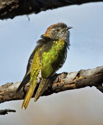 Shining Bronze-Cuckoo