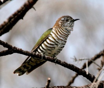 Shining Bronze-Cuckoo